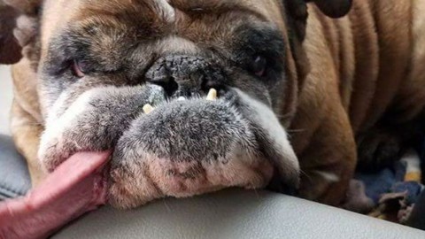 Zsa Zsa, il cane più brutto del mondo, è morta: cosa ci insegna la … – Scienze Fanpage