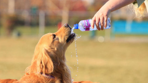 Caldo, l'Enpa vigila su cani e animali: “Ma il servizio di controllo … – Il Vostro Giornale