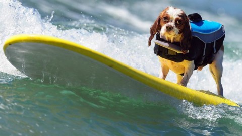 Come aiutare i nostri animali a difendersi dal caldo – TPI