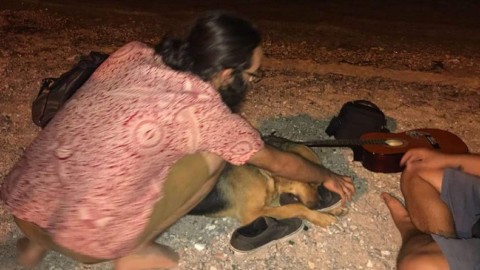Porticello, polemiche sul bimbo azzannato da un cane. L'Asva: “Se … – Il Gazzettino di Sicilia