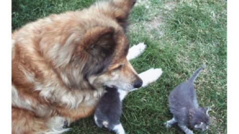 Cani e gatti soffrono il caldo, le 9 regole d'oro per farli stare bene – Varese News