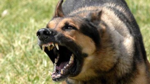 Bari, Vigile azzannato da cane randagio: caso analogo 3 mesi fa … – Il Quotidiano Italiano – Bari