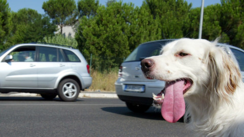 Italiani spendaccioni quando si tratta del proprio animale domestico – Today