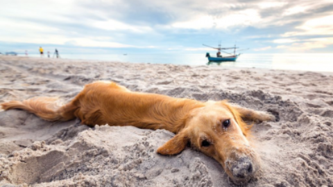 Estate, cani in spiaggia: cosa serve per proteggerli dai pericoli – www.amoreaquattrozampe.it (Blog)