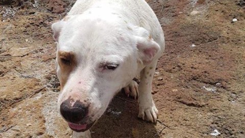 GETTA CANE IN MARE CON PIETRA AL COLLO: SI LIBERA E SI … – Il Sussidiario.net