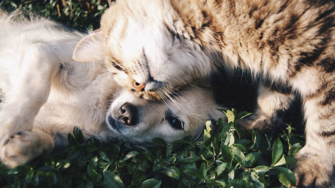 Miglior Amico, la polizza assicurativa per gli animali domestici – FIRST CISL (Comunicati Stampa)