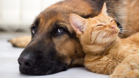 Cani e gatti a spasso con Chiara Assicurazioni – Bluerating.com