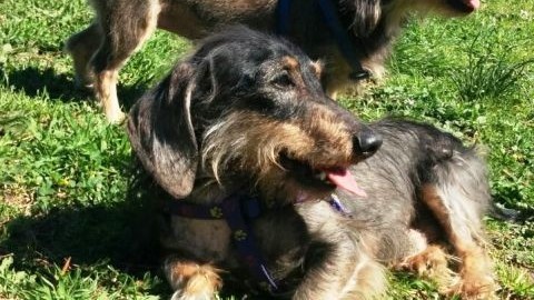 Arriva a Borghetto Santo Spirito la spiaggia per cani – SavonaNews.it