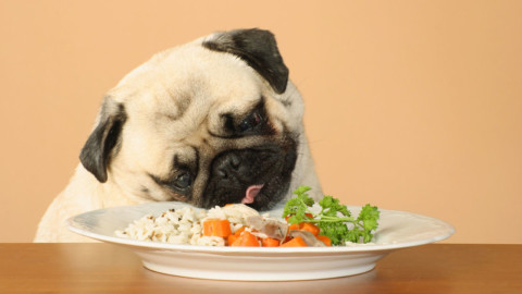 Il tuo cane ha bisogno di cibo senza glutine? – inNaturale.com