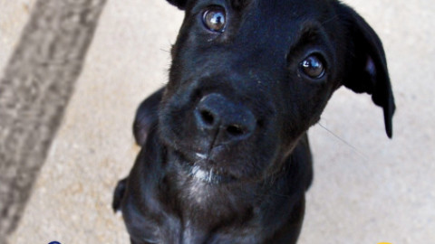 Anas e Lega Nazionale per la Difesa del Cane insieme nella lotta … – SienaFree.it