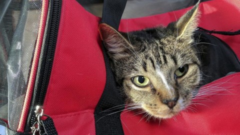Viaggiare con cane e gatto in aereo, ecco le regole delle compagnie … – La Stampa