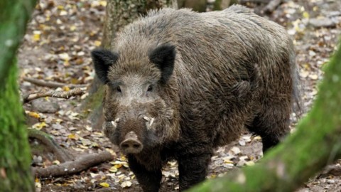 Incontri ravvicinati con gli animali selvatici: ecco cosa fare – SiViaggia