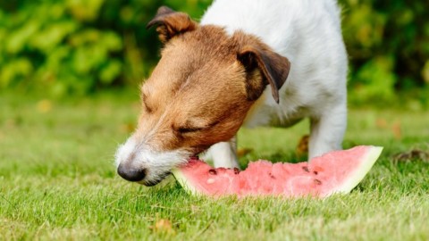 I cani possono mangiare il cocomero? L'anguria è pericolosa o fa … – greenMe.it