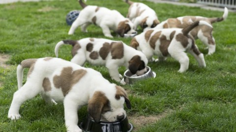 I cuccioli di cane imparano dagli adulti, anche se sono umani – Il Sole 24 Ore