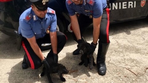 Cuccioli di cane abbandonati sulla Palermo-Agrigento: salvati dai … – PalermoToday