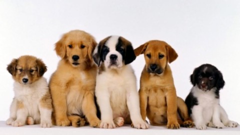 Sfilata aperta a cani di razza e meticci allo Sgamboggio – ForlìToday