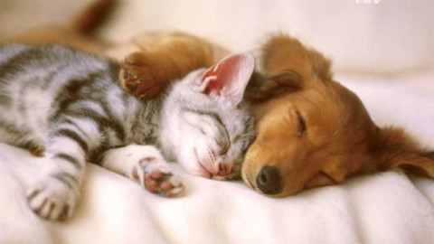 Quei like per cani e gatti che sui social oscurano le storie di umana … – Liberatv.ch