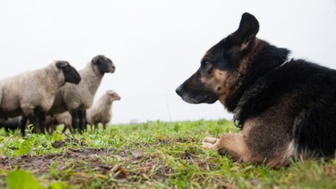 Morde un escursionista, soppresso un cane da pastore – tio.ch