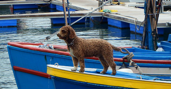 Cane sulla barca