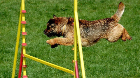 Cane: l'esercizio più adatto per il suo benessere – GreenStyle
