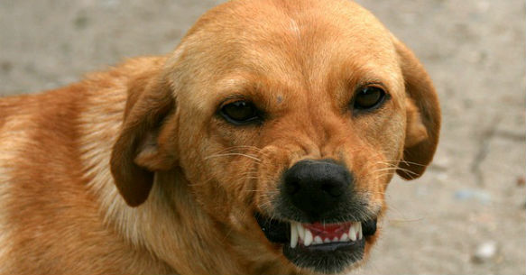 Cane sorriso1