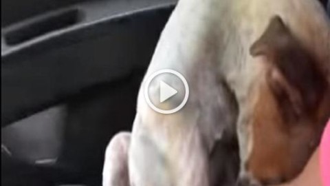 Senza cibo né acqua da giorni: la gratitudine del cane salvato è … – Corriere TV