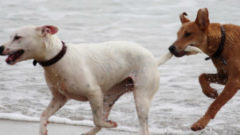 Cani e spiaggia: 8 esercizi da praticare insieme – GreenStyle