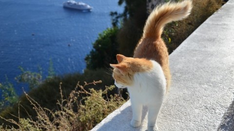 Vacanze col gatto? Ecco cosa fare – tio.ch