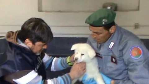 Traffico di cuccioli di cane tra Cuneo e l'Ungheria: nei guai un … – Corriere della Sera