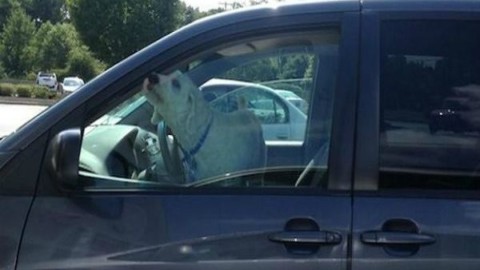 Poliziotto lascia il cane per due ore nell'auto di servizio: morto – Casteddu on Line