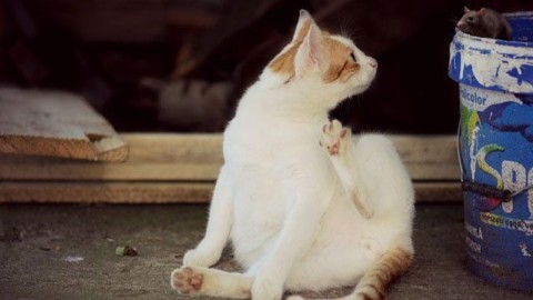 I gatti ci rendono imprenditori e coraggiosi infettandoci con la … – Scienze Fanpage