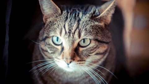 Un parassita dei gatti può farti diventare un imprenditore di … – Today