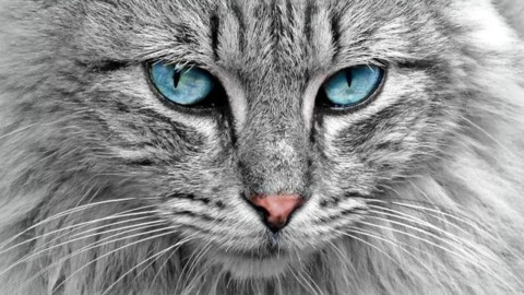 Gatti geneticamente modificati per persone allergiche: la nuova … – Scienze Fanpage