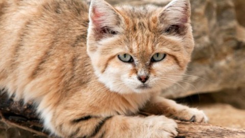 Il misterioso gatto delle sabbie – FocusJunior.it