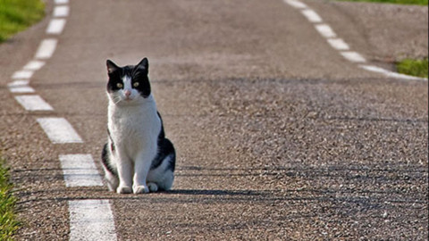 Sarroch: gatto investito morto dopo 3 giorni di agonia. “Perchè i vigili … – vistanet (Comunicati Stampa)