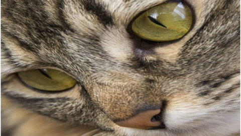 Cose di gatti – Valledaostaglocal.it