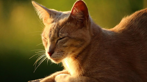 Gatti: perché mangiano poco con il caldo? – GreenStyle