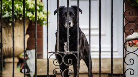 Sesto Fiorentino: cane muore prima che ladro entri in casa, sospetto … – Controradio (Comunicati Stampa)