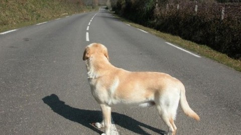 Cani e gatti abbandonati, numeri ancora altissimi – Gazzetta di Reggio