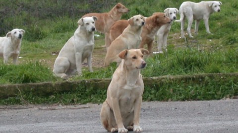 Orrore a Orgosolo, due cuccioli di cane seviziati e appesi a una rete – La Nuova Sardegna
