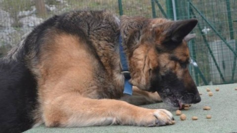 Aggredita da un cane per strada chiesti 28 mila euro di danni – Trentino