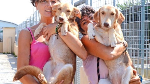 Abbandonati in sei mesi 700 cani e gatti – Il Tirreno
