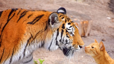 Sette similitudini tra il gatto di casa e la tigre – La Nuova Ecologia