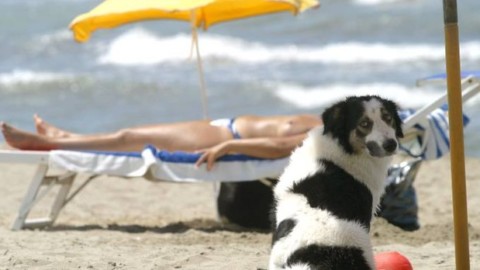 Cani e gatti sotto l'ombrellone: sì a proposta di legge su accesso a … – l'Immediato