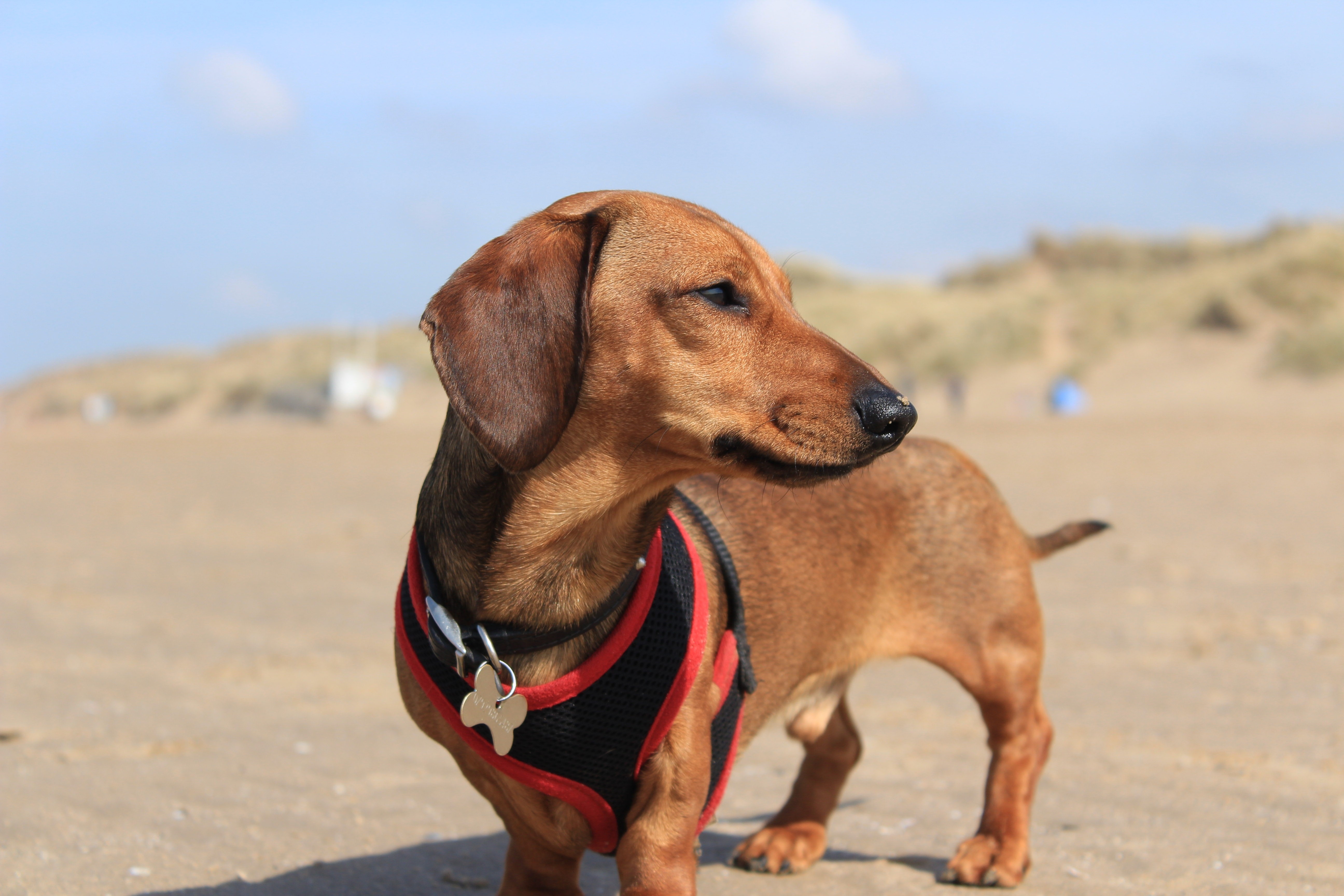 Lecce: anche i cani si divertono in Salento