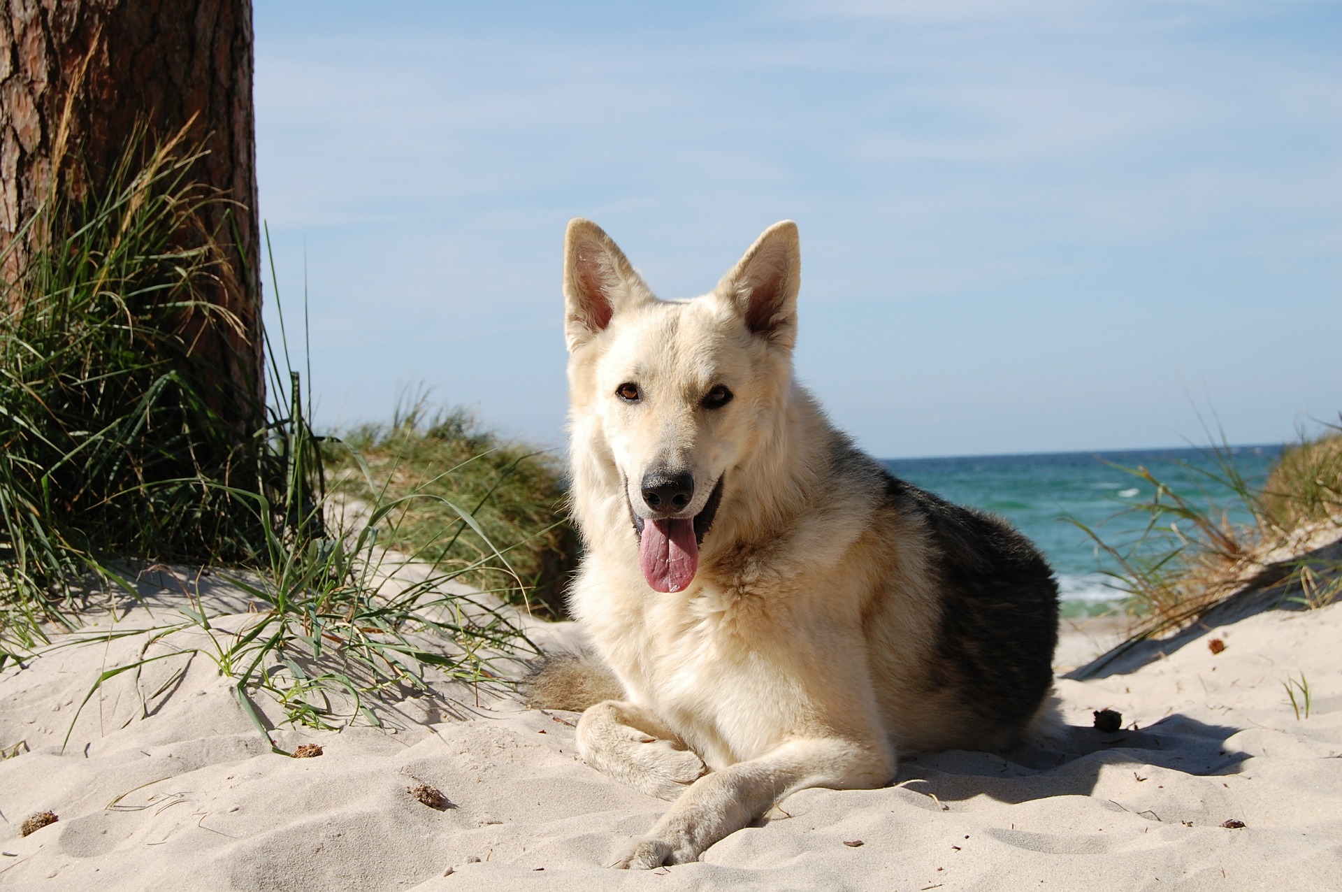 Livorno: la destinazione per cani esigenti