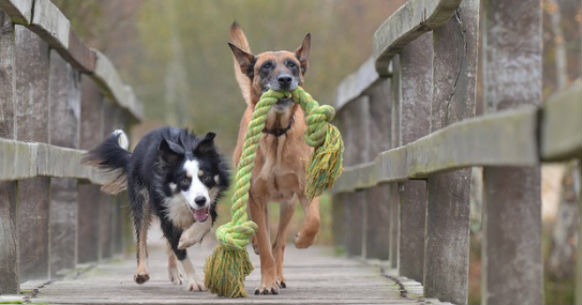 Cani e corda