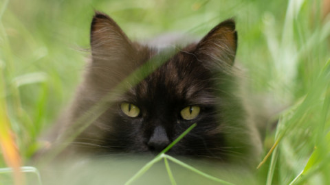 Acoustic Kitty: quando la CIA arruolava i gatti – Focus