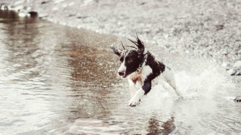 Cani e gatti: gli italiani rinunciano alle vacanze per non lasciarli soli – GreenStyle