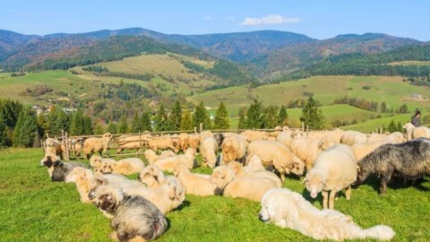 Cibo gratis ai cani pastore per salvaguardare lupi e pecore – greenMe.it